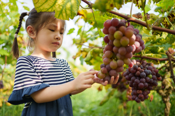 摘葡萄的少女