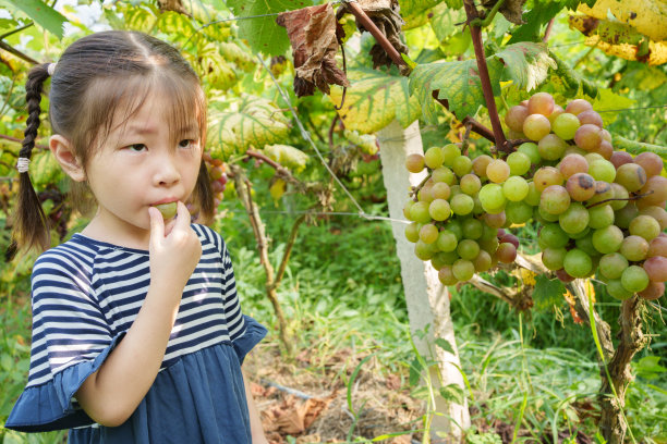 摘葡萄的少女