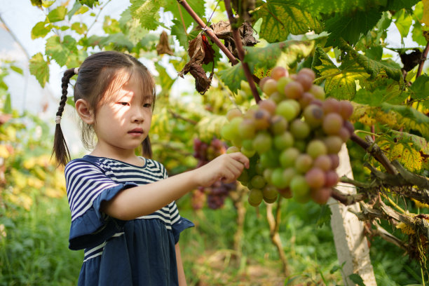 摘葡萄的少女