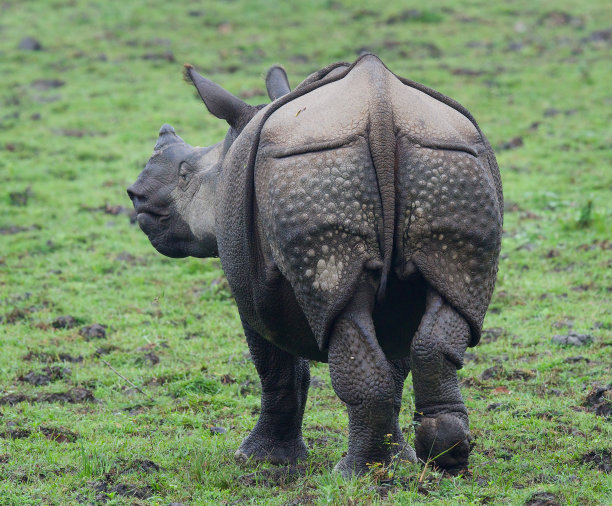 horned