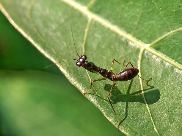 arthropod