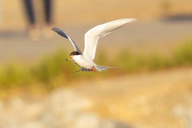 小tern