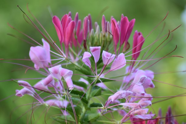 cleome