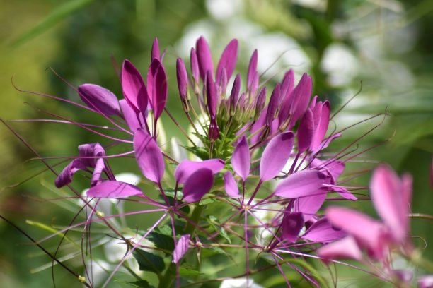 cleome