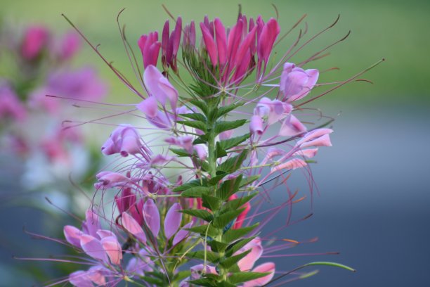 cleome