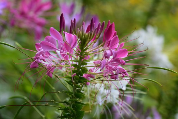 cleome