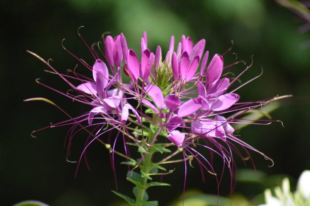 cleome