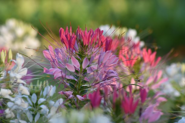 cleome