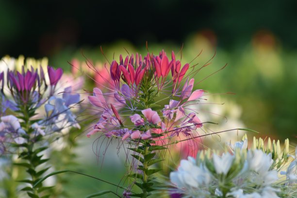 cleome