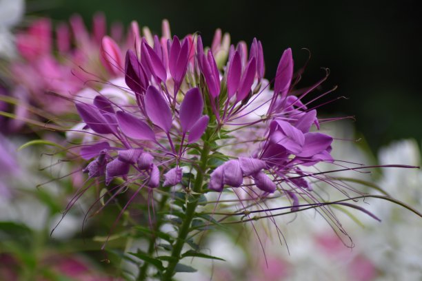 cleome