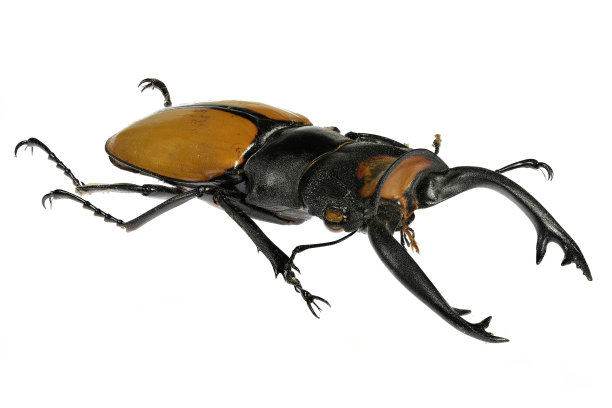 lucanus