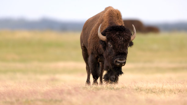 bison
