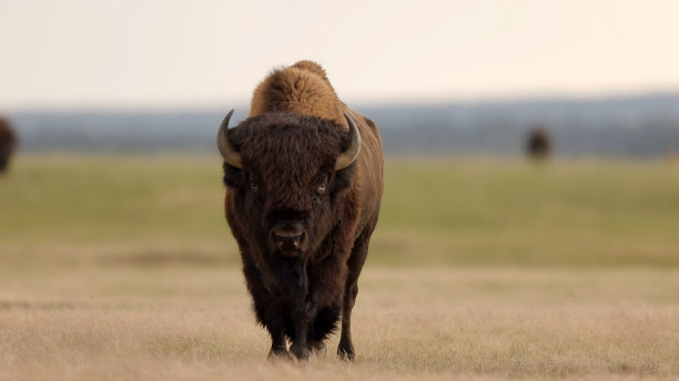 bison