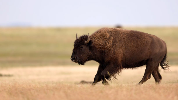 bison