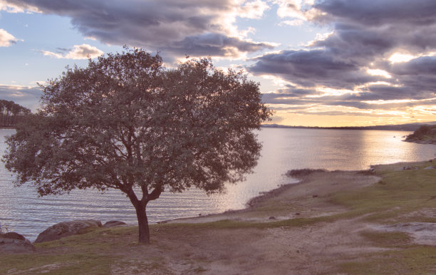 tagus