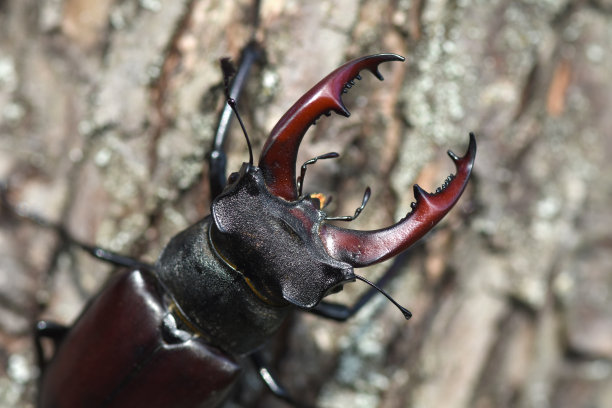 arthropod