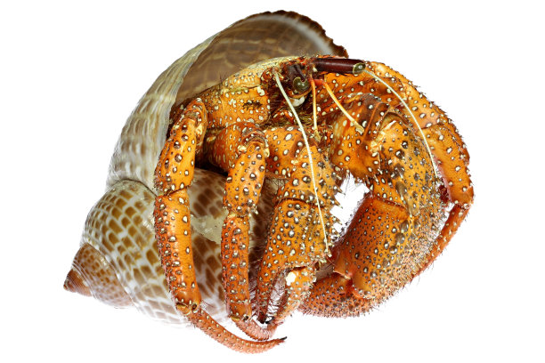 crustacean