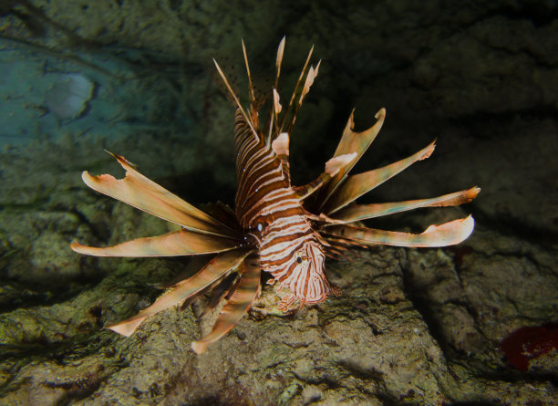 lionfish