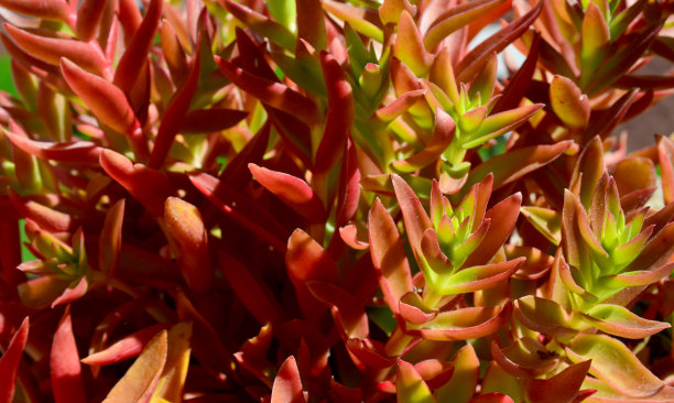sedum
