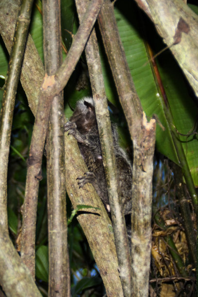 marmoset