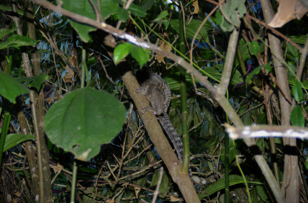 marmoset