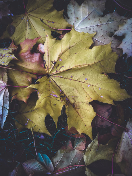 多彩秋季枫叶无缝图案
