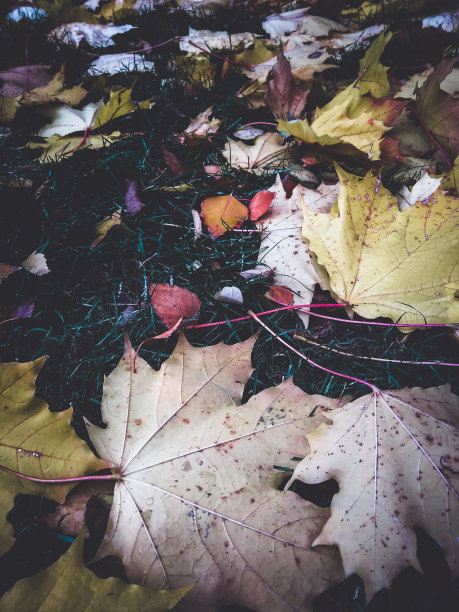 多彩秋季枫叶无缝图案