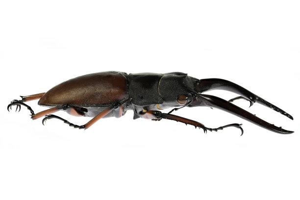 lucanus