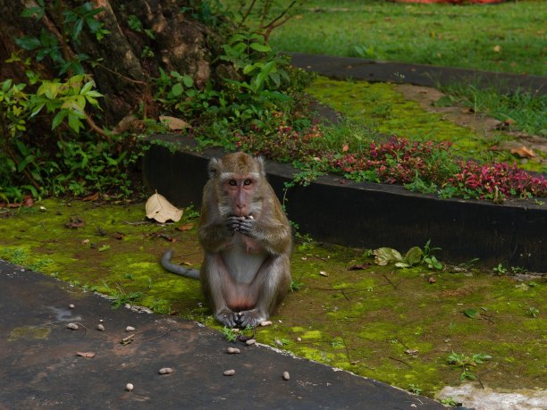 monkey-nut