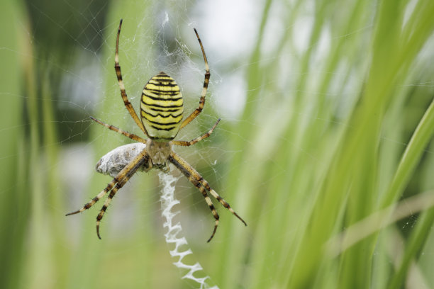 argiope