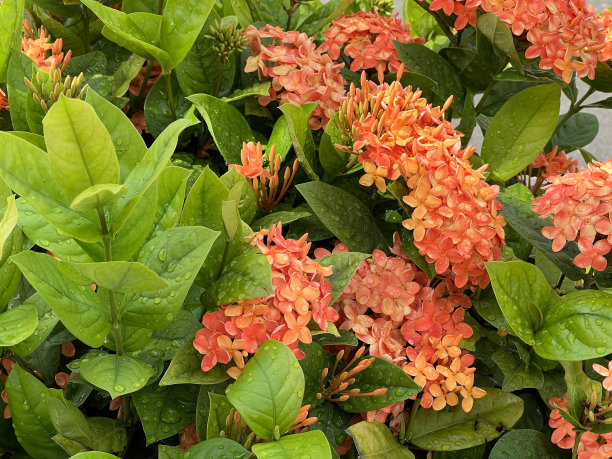 ixora