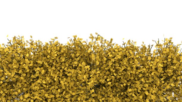 filipendula