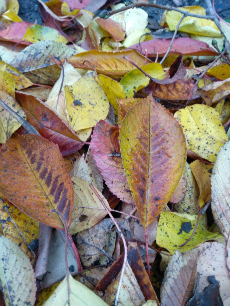 多彩秋季枫叶无缝图案