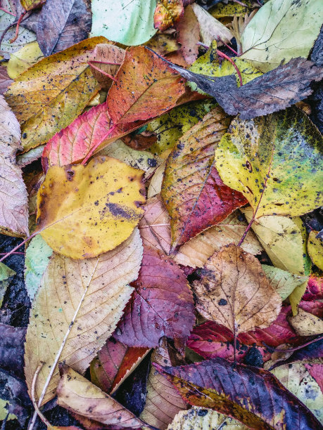 多彩秋季枫叶无缝图案