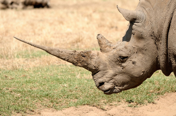 horned