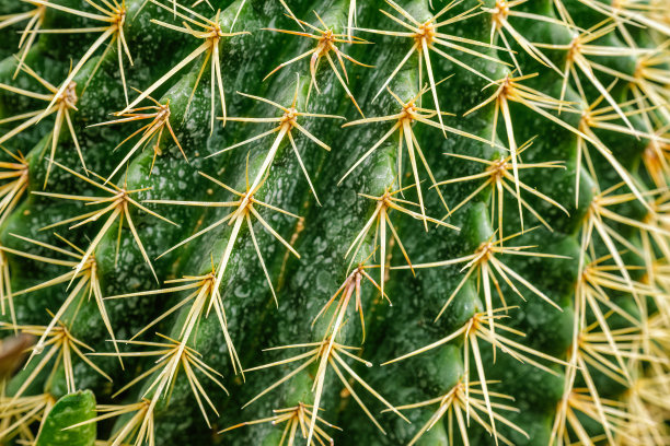 spiked