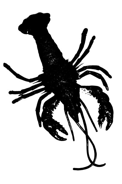 无脊椎动物标志