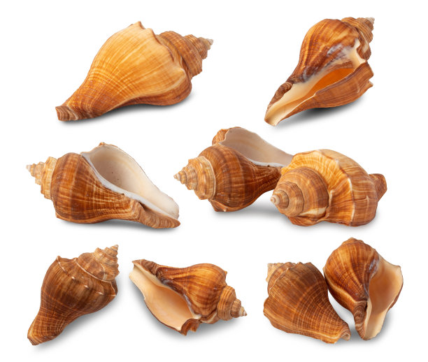 conch