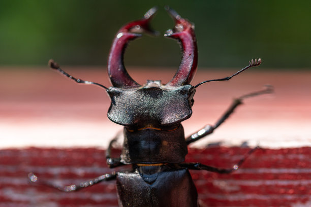 arthropod