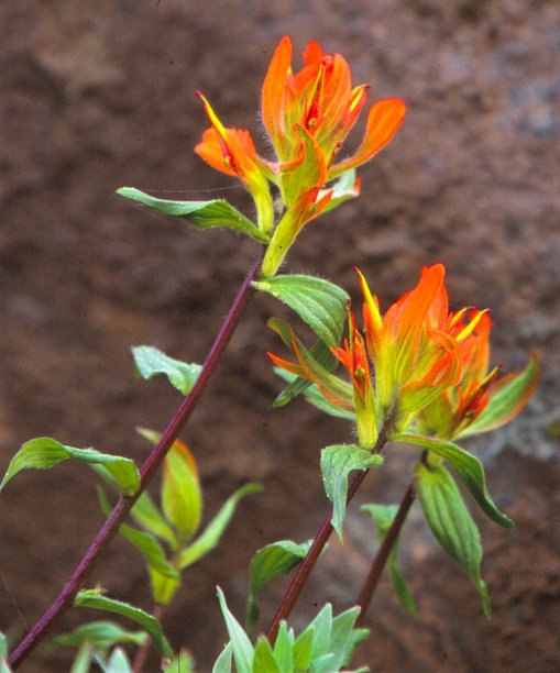hawkweed