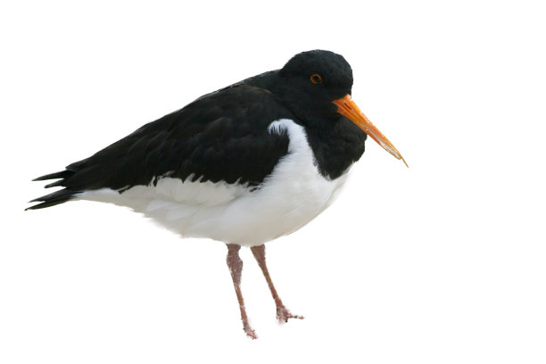 haematopus