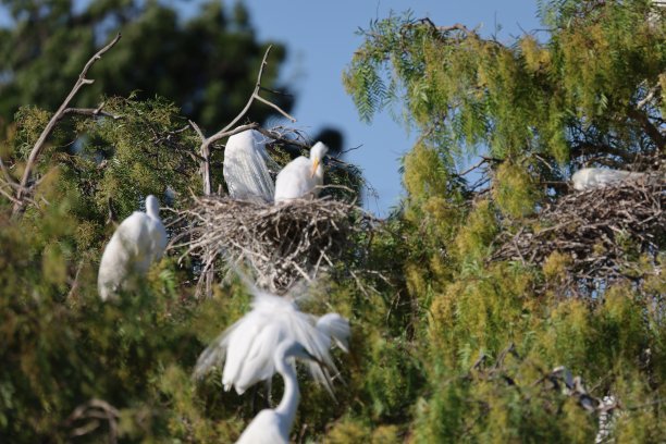 egret