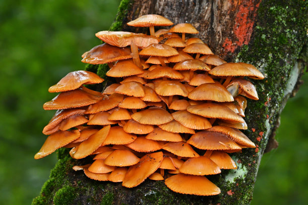 gills