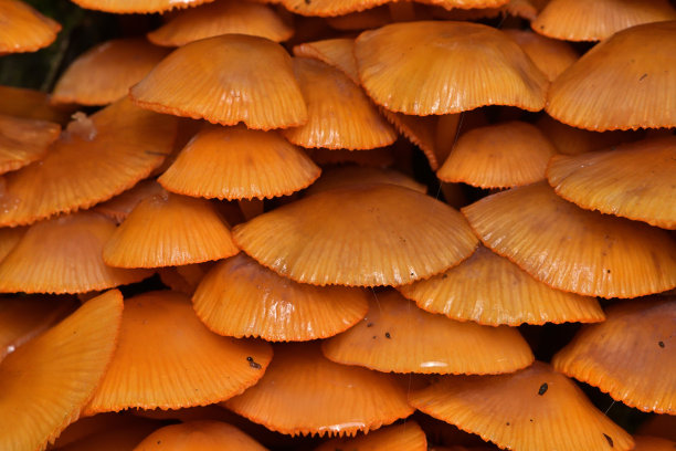 gills