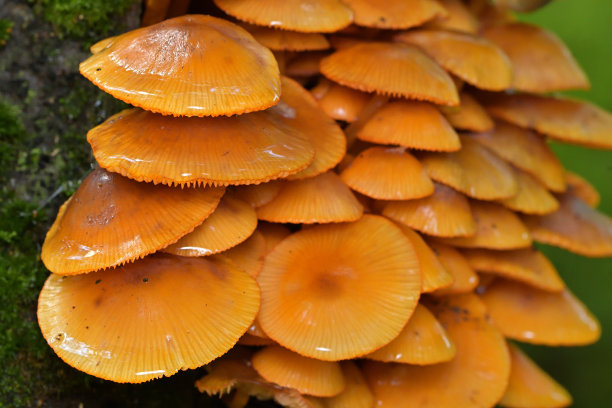 gills