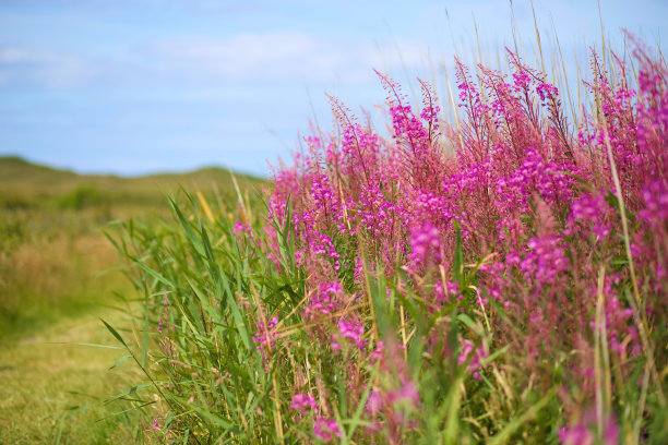 epilobium