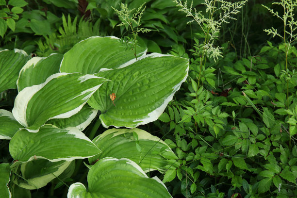 hosta