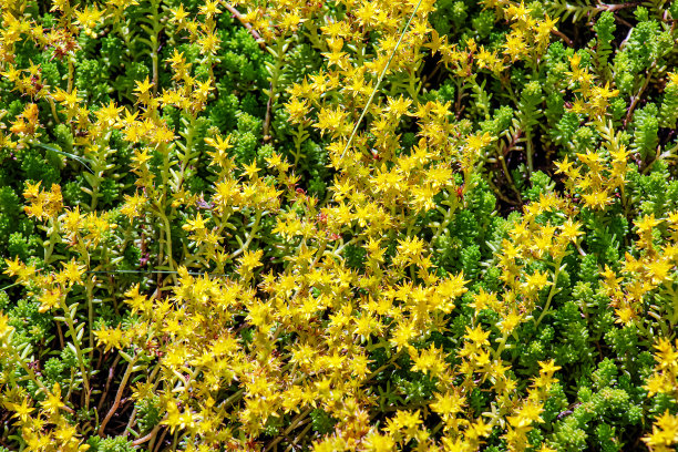 sedum