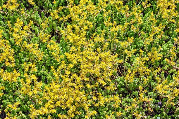 sedum