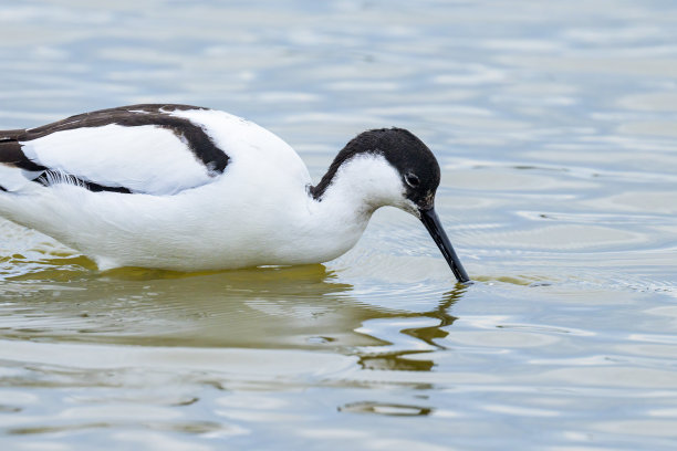 charadriiformes